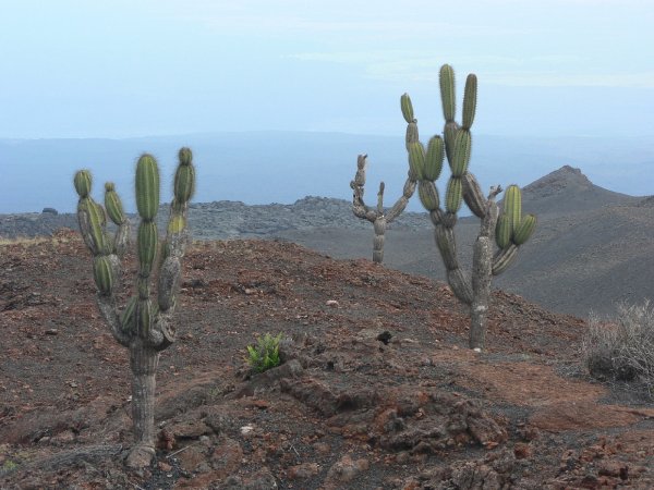88- La seule vegetation sur la lave 